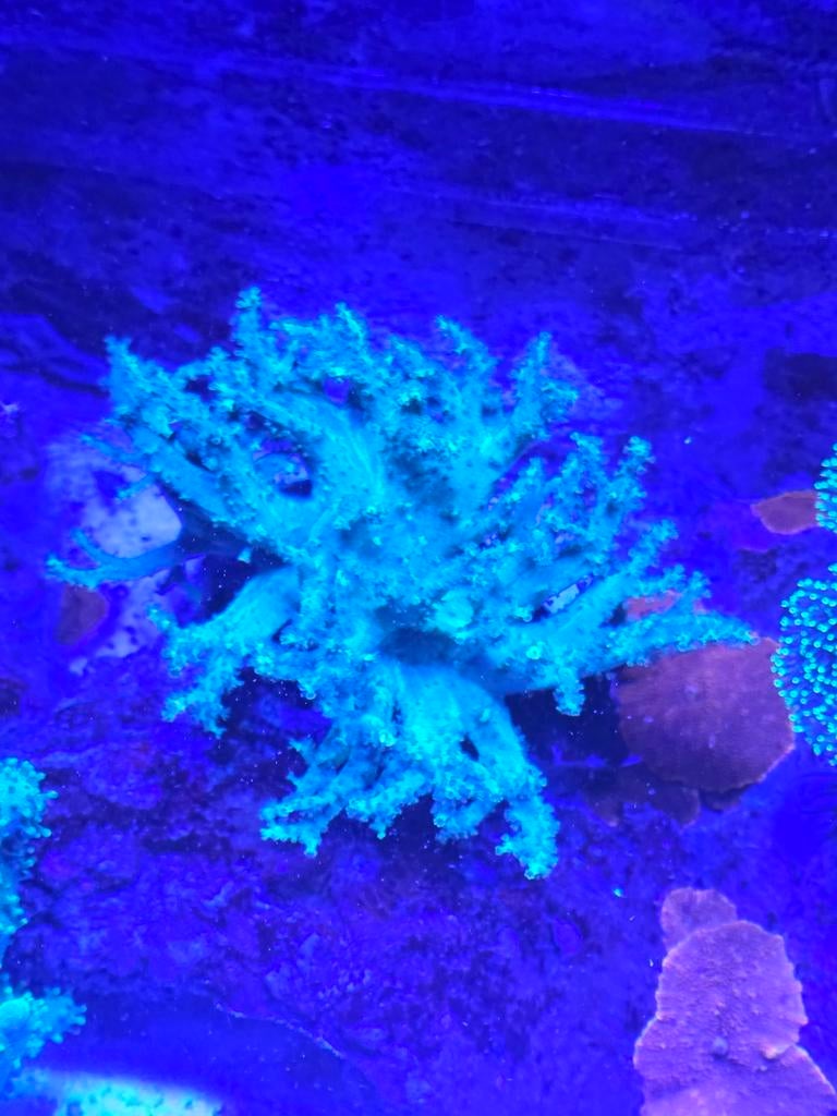 Diverse grote leders, Ophalen, ., Overige typen, Nieuw