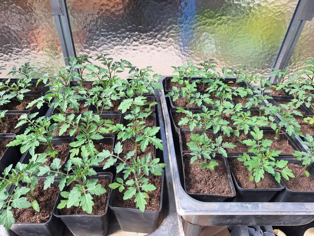 tros/tomaten/planten/€1/p.plant/tuin/bloempot, Ophalen, Eenjarig, Groenteplanten, Volle zon
