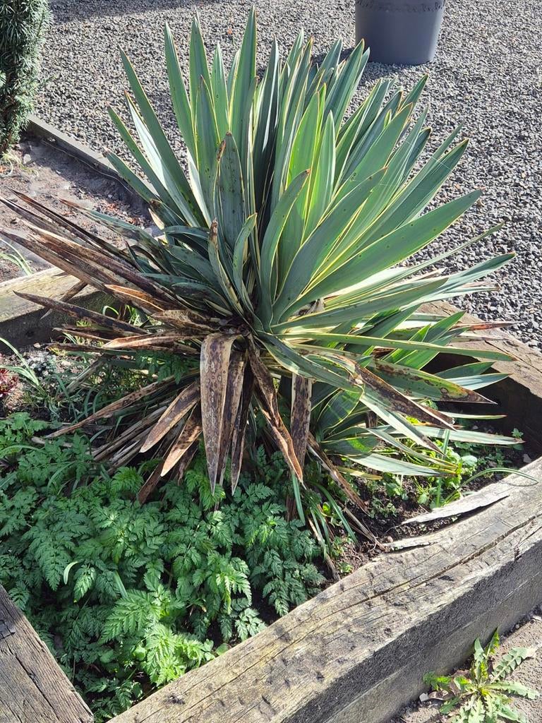 Yucca gloriosa, Ophalen, Overige soorten, Volle zon