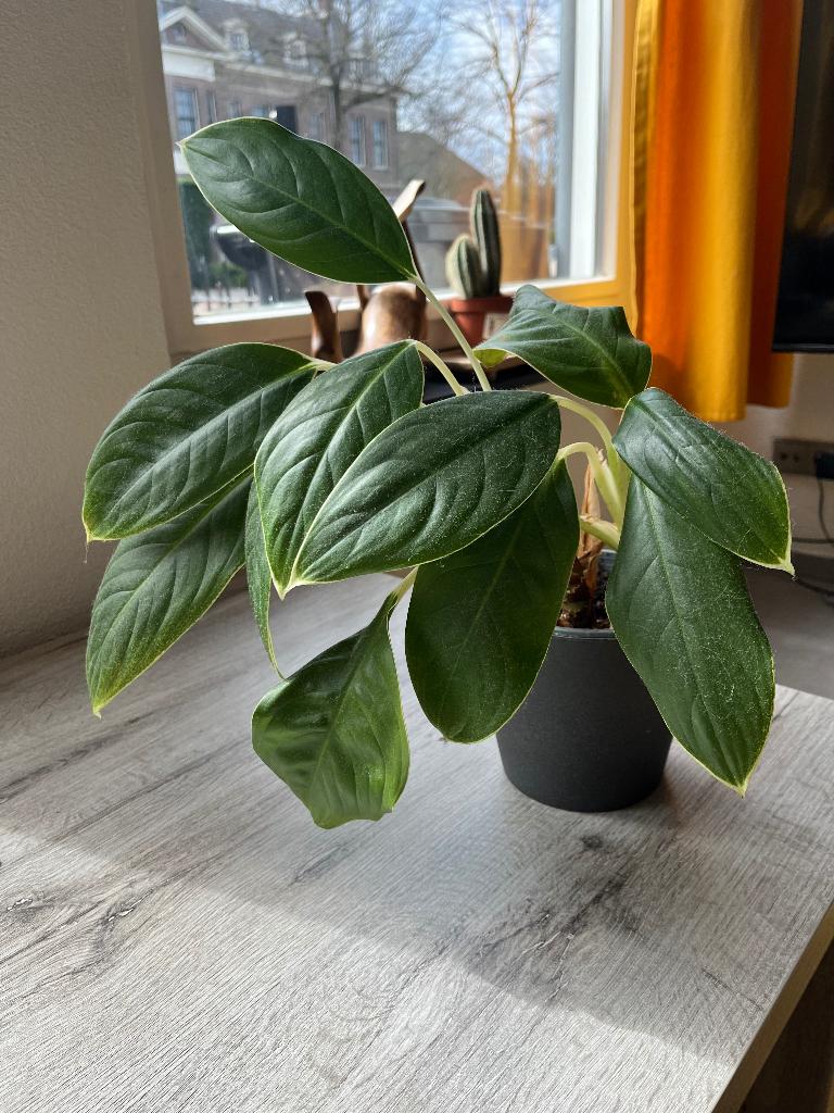 Philodendron plant, Ophalen, Overige soorten, Halfschaduw, In pot
