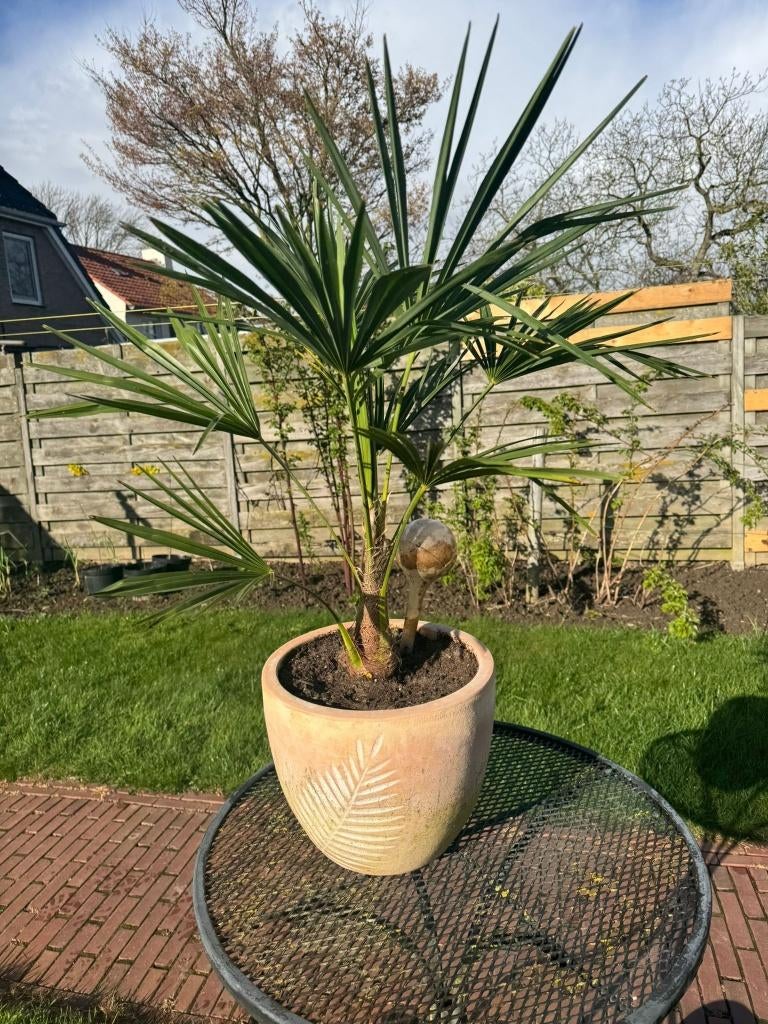 Trachycarpus fortunei MOET WEG  EN OP=OP, Minder dan 100 cm, Zomer, Palmboom, Ophalen