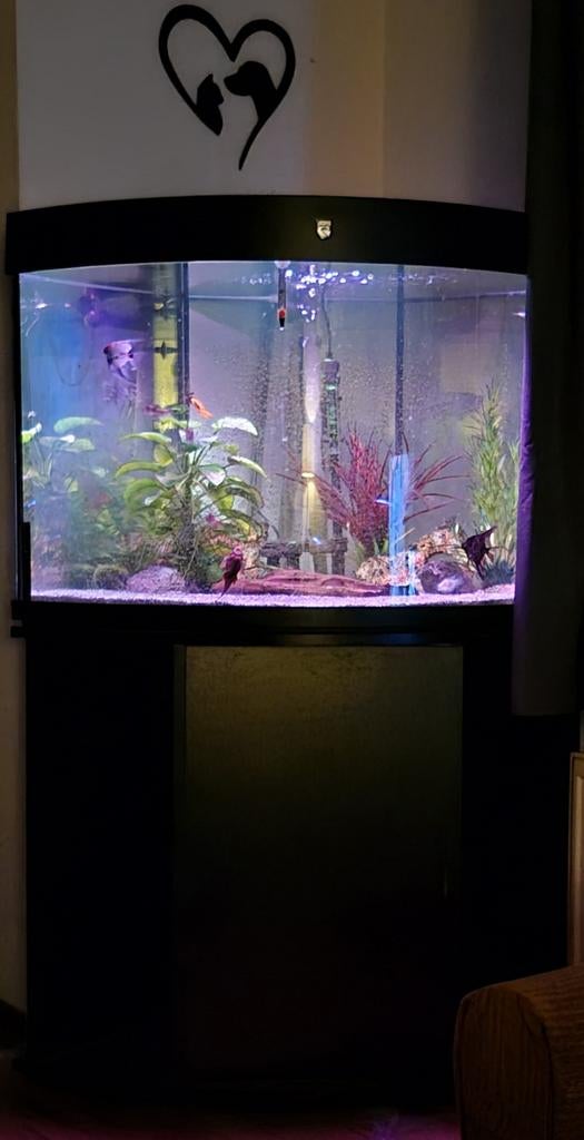 Aquarium trofis, Ophalen, Gevuld zoetwateraquarium