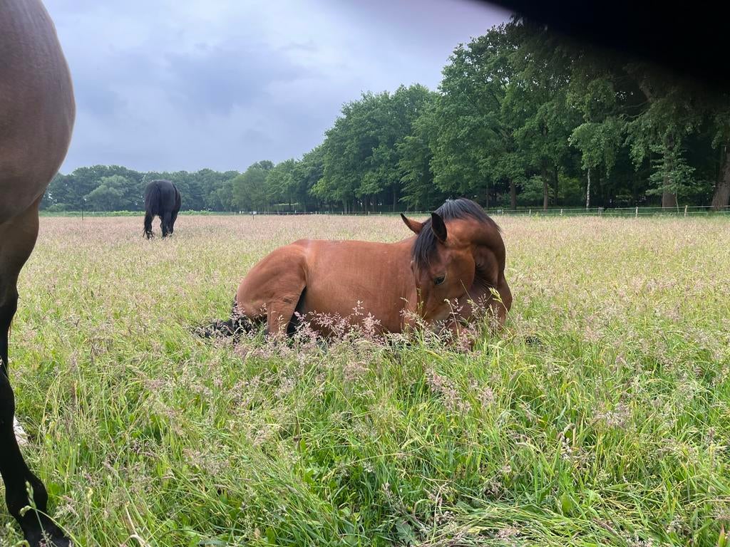Opfok of pensioenplek voor merrie, Weidegang