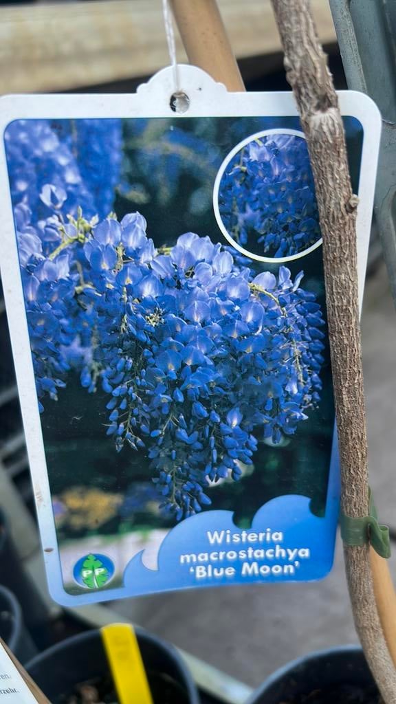 Blauwe, regens , druif, clematis , Hedera 175/200 cm, Ophalen