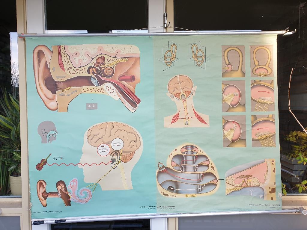 schoolplaten biologie, Ophalen, Natuur en Biologie