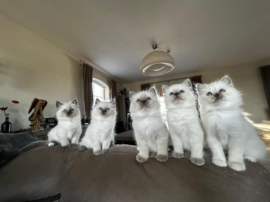 5 super lieve Heilige Birmaan Kittens, Meerdere dieren, Ontwormd, 0 tot 2 jaar
