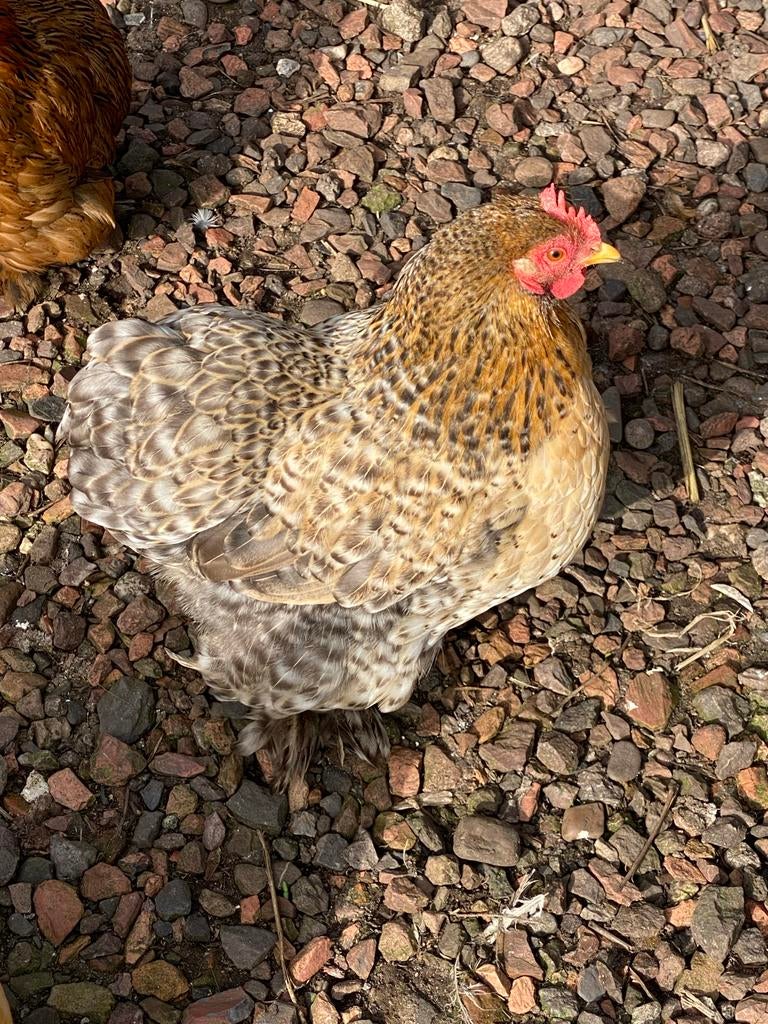 Cochinkriel kippen en haan, Dieren en Toebehoren, Pluimvee, Kip, Meerdere dieren