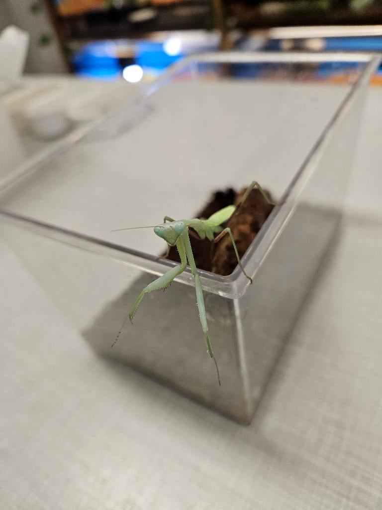 Hierodula Membranacea Grote aziatische bidsprinkhaan, Overige soorten