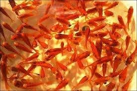 Beide paas dagen geopend goudvis diverse maten, Goudvis(sen)