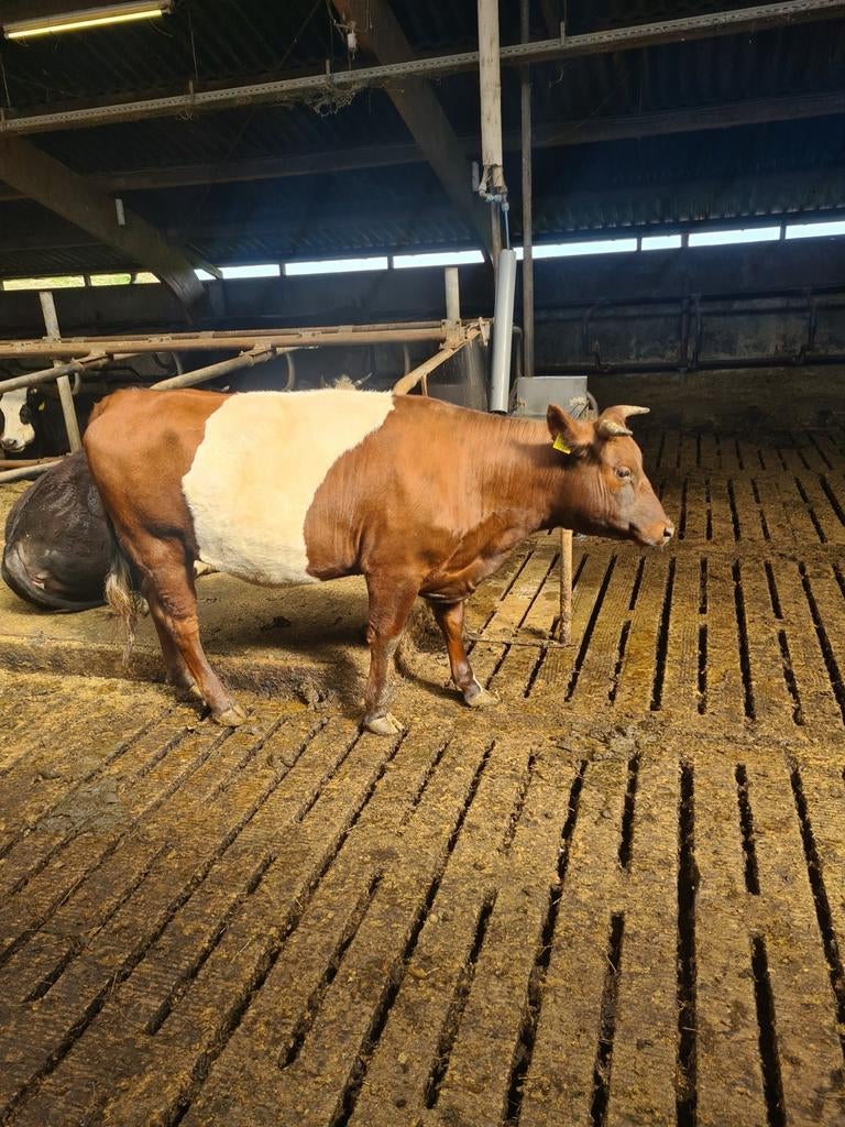 Lakenvelder pink, Vrouwelijk