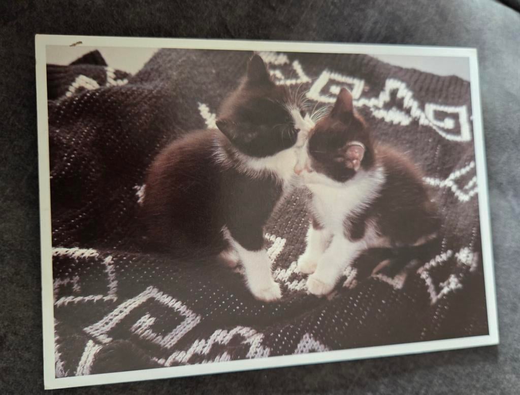 Zwart witte kittens - ANSICHTKAART, Verzenden, Gelopen, Hond of Kat