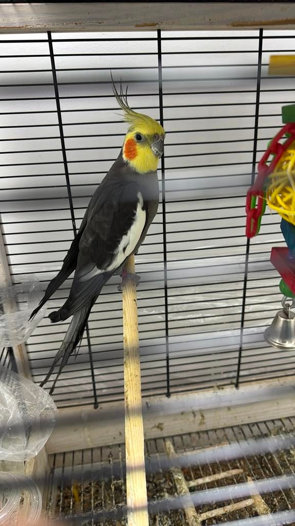 Leuke valkeparkiet, Dieren en Toebehoren, Vogels | Parkieten en Papegaaien, Geslacht onbekend, Parkiet, Pratend