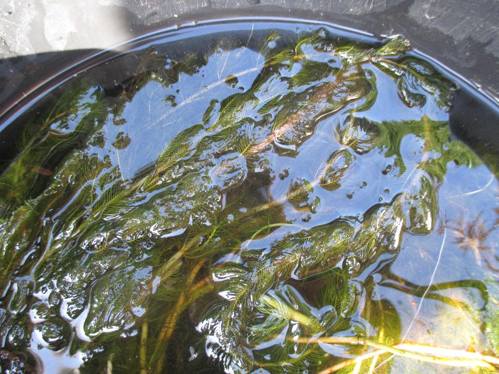 Verse waterpest,, Ophalen, Gebruikt