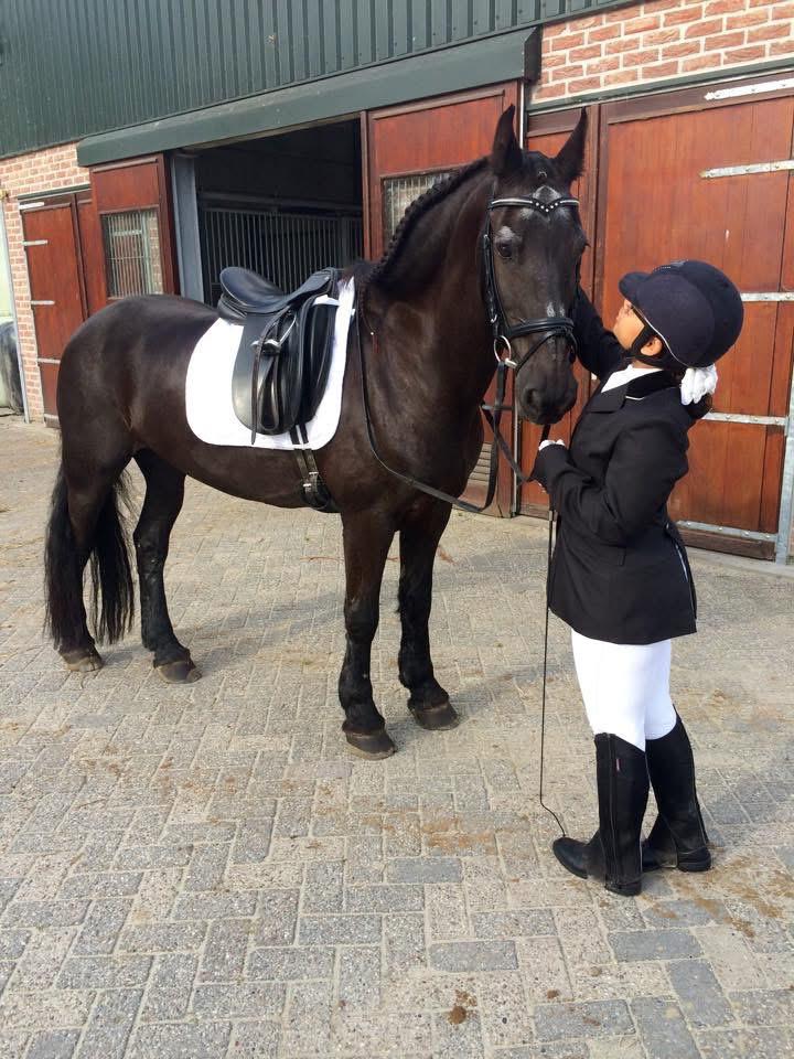 Gezocht: Paard om 1x per week / 2 weken op te lessen, Ophalen of Verzenden, Zo goed als nieuw