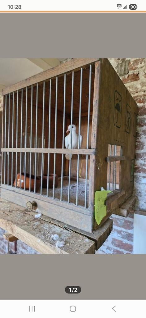 Lachduif mannetje, Dieren en Toebehoren, Mannelijk