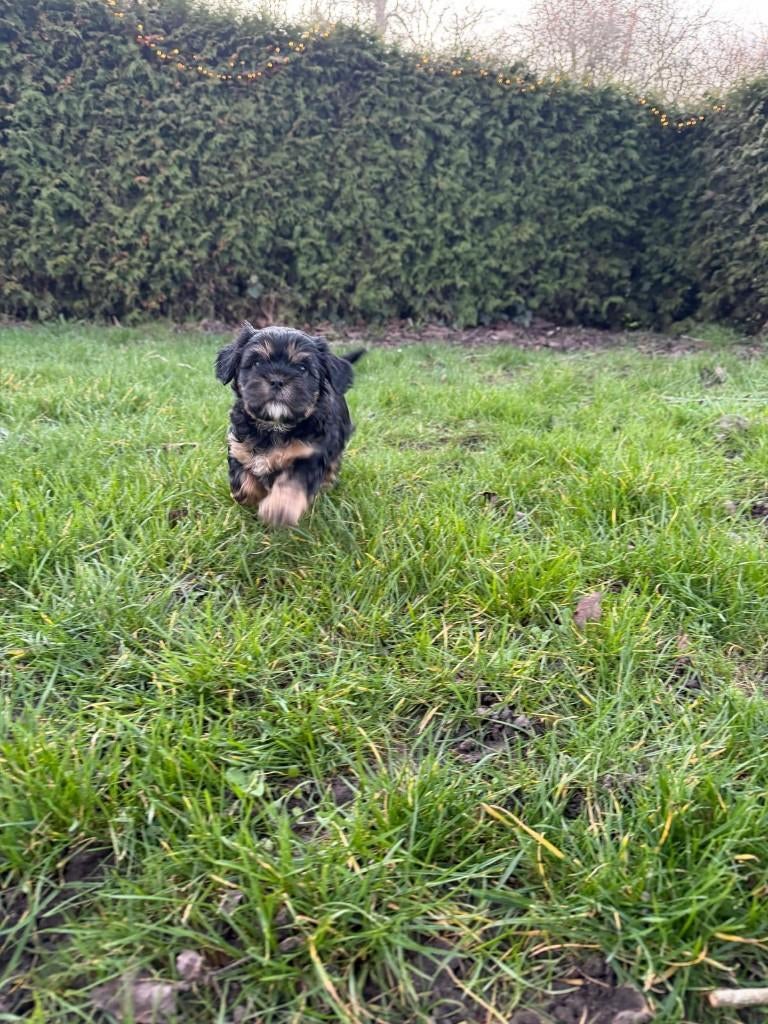 Puppies Maltipoo te koop, Dieren en Toebehoren, Parvo, Overige rassen, 8 tot 15 weken, Meerdere