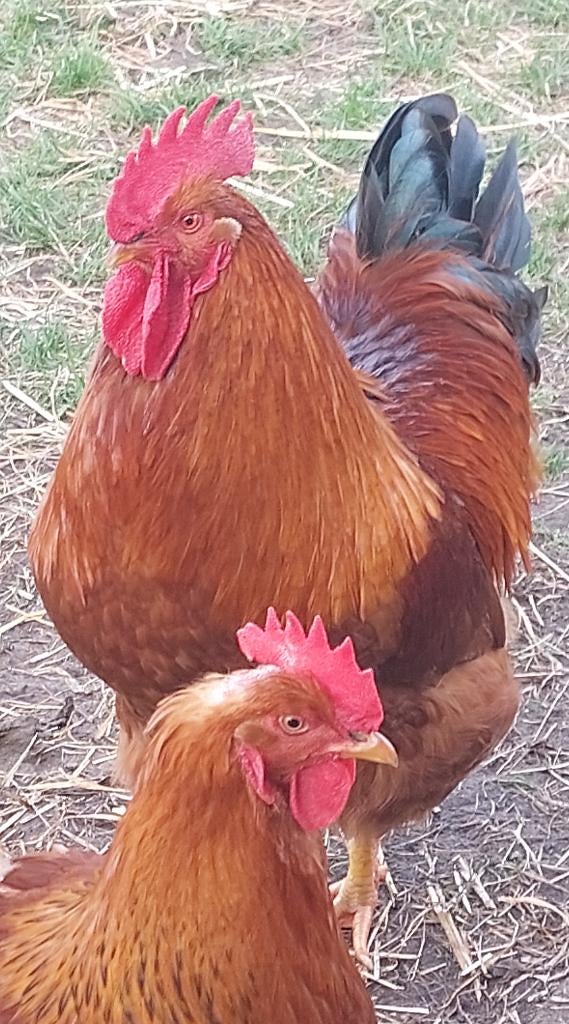 Broedeieren New Hampshire Groot, Dieren en Toebehoren, Pluimvee, Geslacht onbekend, Kip