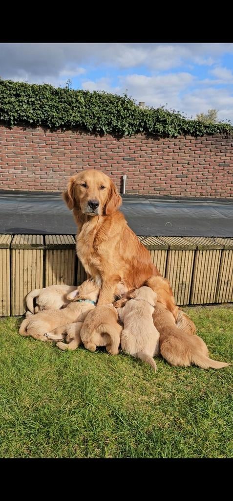 Goudkleurige Golden Retriever puppy's, Golden retriever, 8 tot 15 weken, Meerdere, Meerdere dieren
