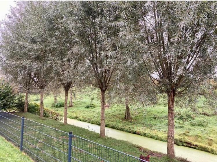 Knotwilgen salix alba (zilvergrijs) **20% korting**, Overige soorten, Lente, 250 tot 400 cm, Ophalen