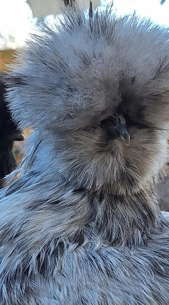 Broedeieren van USA zijdehoen, Geslacht onbekend, Kip