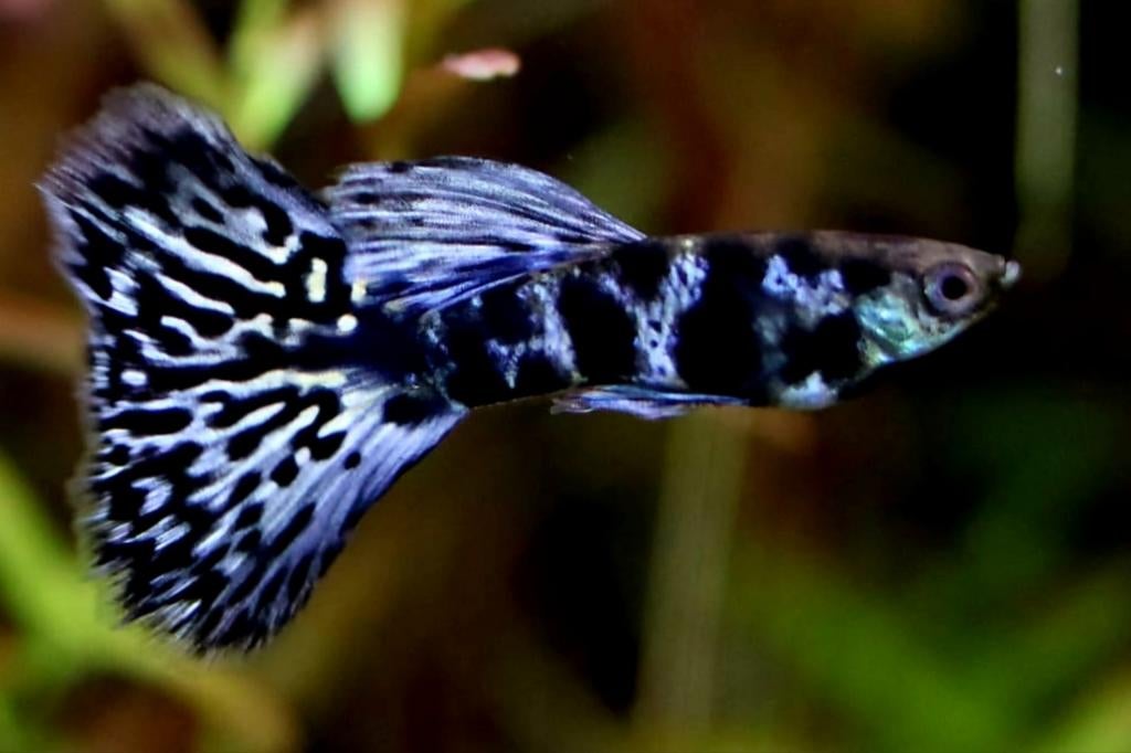 Wilt u geen doorsnee guppy., Dieren en Toebehoren, Vis