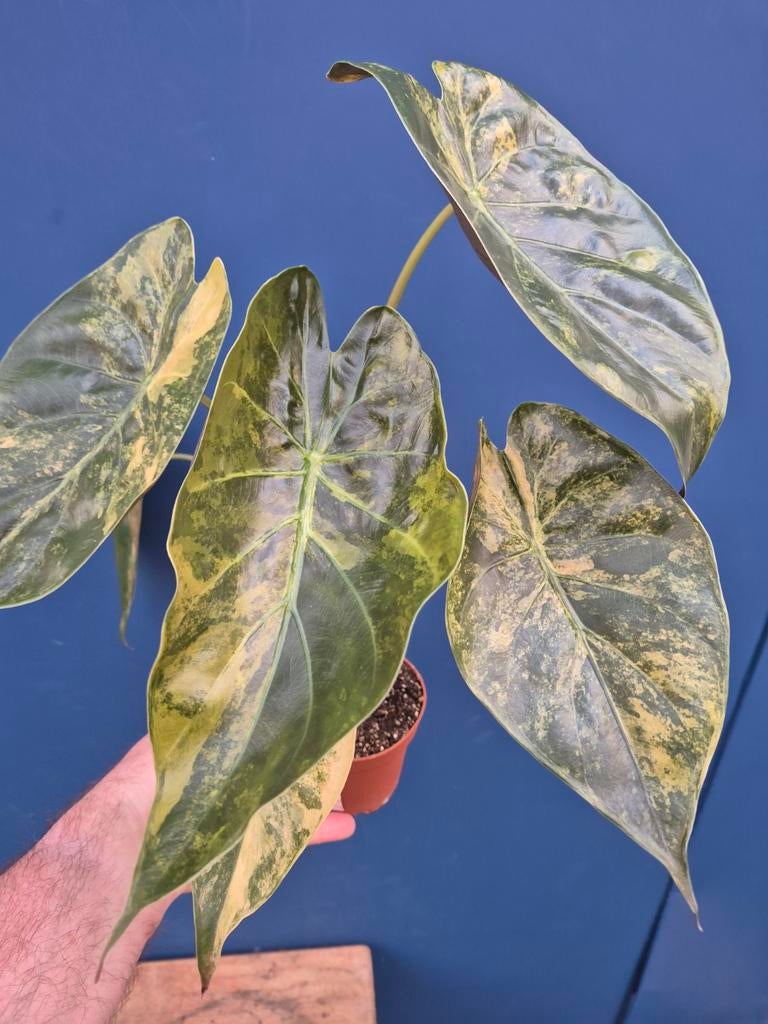 Alocasia Wentii Aurea p10 (3), Ophalen of Verzenden, Halfschaduw, Minder dan 100 cm