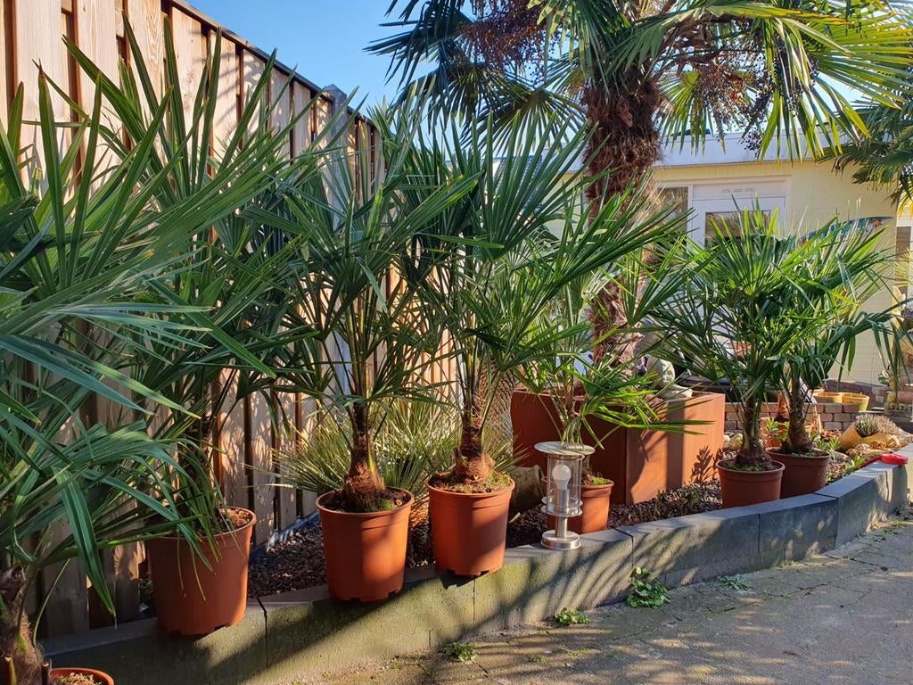 Mooie winterharde palmen 130cm hoog, 100 tot 250 cm, Zomer, Palmboom, Ophalen