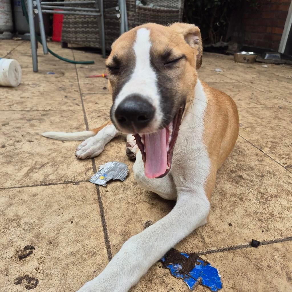 PUPS 5.0 SUPER ZELDZAAM nog 2 van de 7 over!! wel de mooiste, Dieren en Toebehoren, 8 tot 15 weken, Parvo, Meerdere, Meerdere dieren