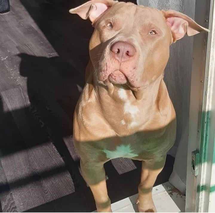 Pitbull stafford dekreu, Reu, 1 tot 2 jaar, Parvo, Eén hond