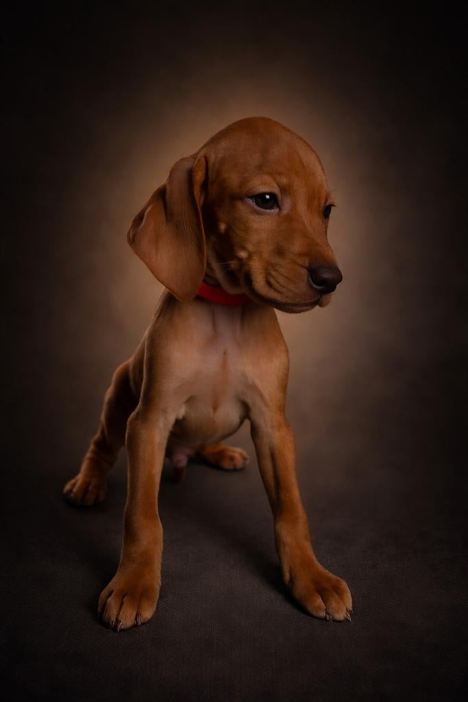 Vizsla pups, Dieren en Toebehoren, Honden | Setters en Staande honden, Parvo, Overige rassen, 8 tot 15 weken, Meerdere