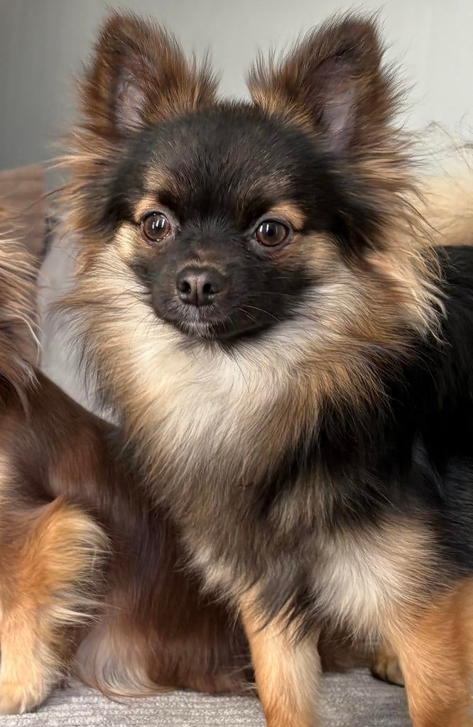 Chihuahua dekreu ter dekking aangeboden (niet te koop!), Parvo, Reu, 1 tot 2 jaar, Eén hond