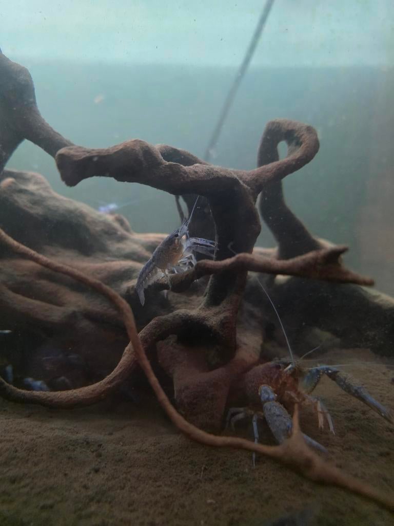 Blauwe kreeft, Kreeft, Krab of Garnaal