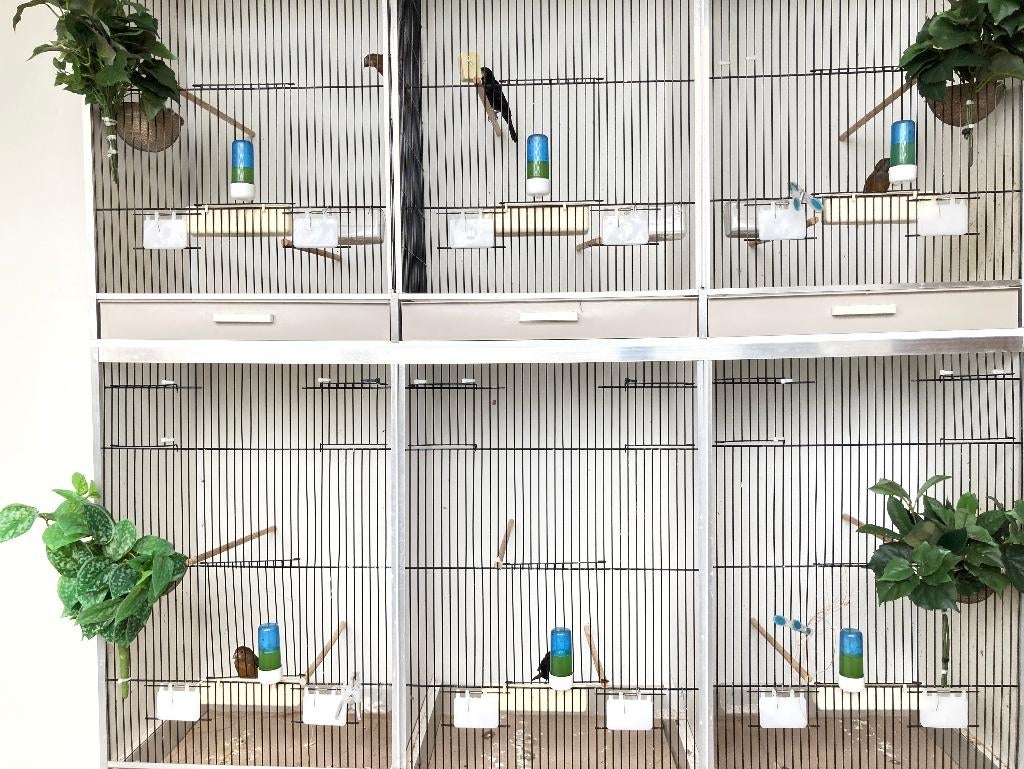 Kweek Poppen TwaTwa, Dieren en Toebehoren, Vogels | Overige Vogels, Vrouwelijk, Tropenvogel, Geringd