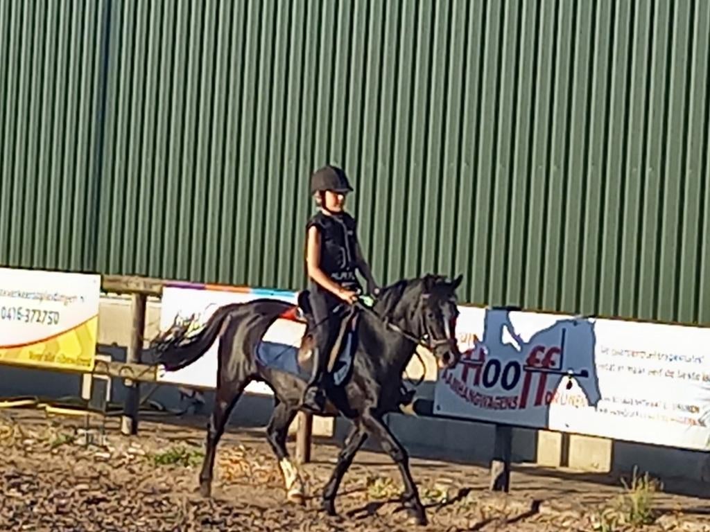 B pony, kinderpony, merrie, Dieren en Toebehoren, Paarden, Merrie, Minder dan 160 cm, 11 jaar of ouder, Recreatiepaard