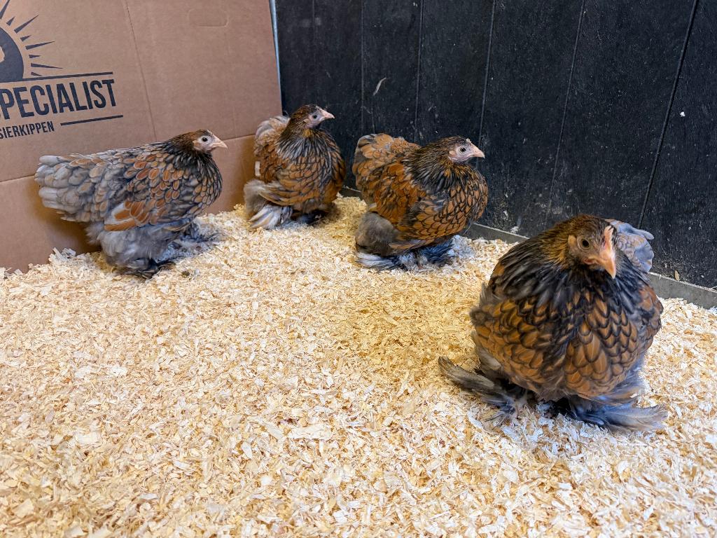 Jonge Cochin kriel goud blauw gezoomd gesekst en ingeënt, Dieren en Toebehoren, Pluimvee, Vrouwelijk, Kip