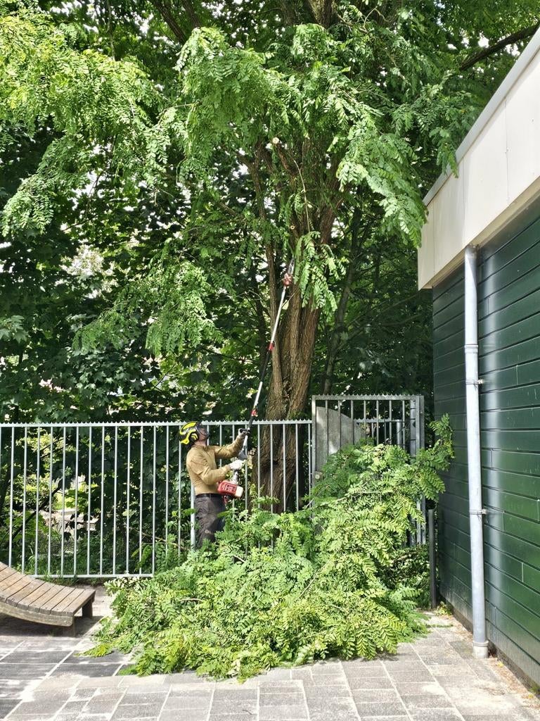 Bomen verwijderen, Tuin en Terras, Planten | Bomen, Ophalen of Verzenden, Volle zon, Overige soorten