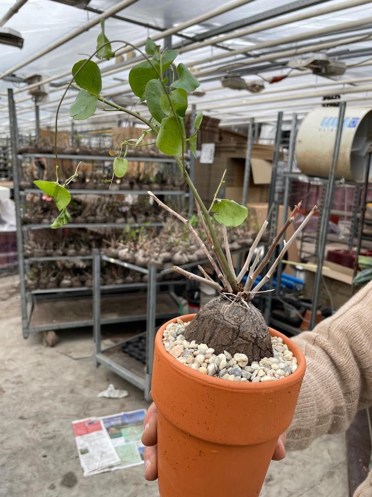 Caudex Dioscorea Elephantipes in de 12cm terracottapot., Overige soorten, Ophalen of Verzenden, In pot, Minder dan 100 cm