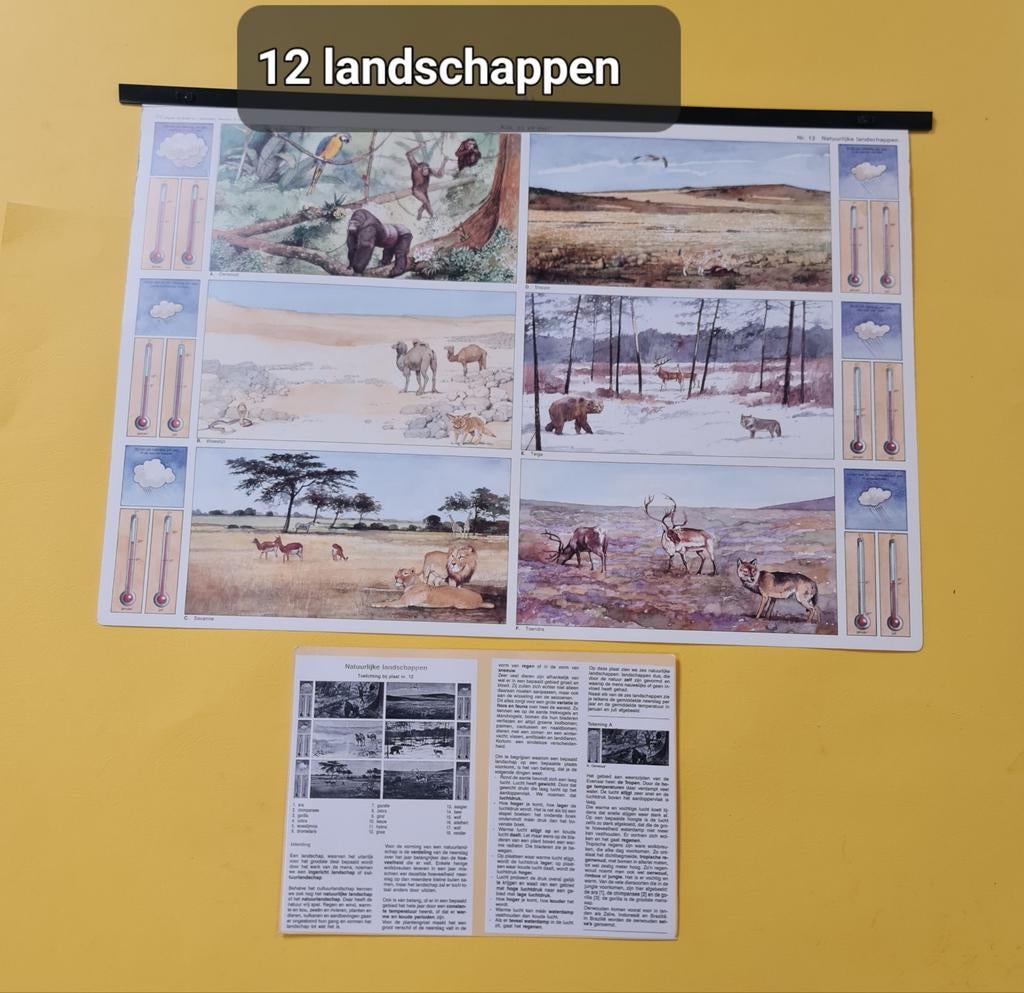 Schoolplaten., Antiek en Kunst, Ophalen of Verzenden, Natuur en Biologie