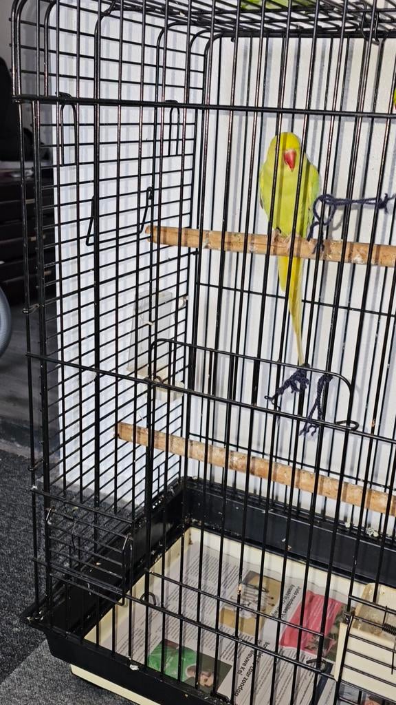 Halsbandparkiet pop, Vrouwelijk, Parkiet, Geringd