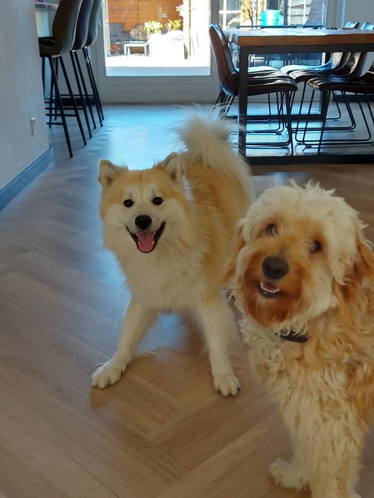 Husky mix /  pomsky, Reu, 1 tot 2 jaar, Poolhond, Parvo