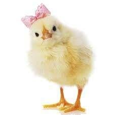 Jonge leghennen, legkippen bruin & wit, Ophalen, Nieuw, Kippenhok of Kippenren