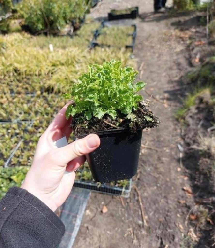 Campanula c. 'Weisse clips' en 'blue clips', Tuin en Terras, Planten | Tuinplanten, Vaste plant, Overige soorten, Volle zon, Lente