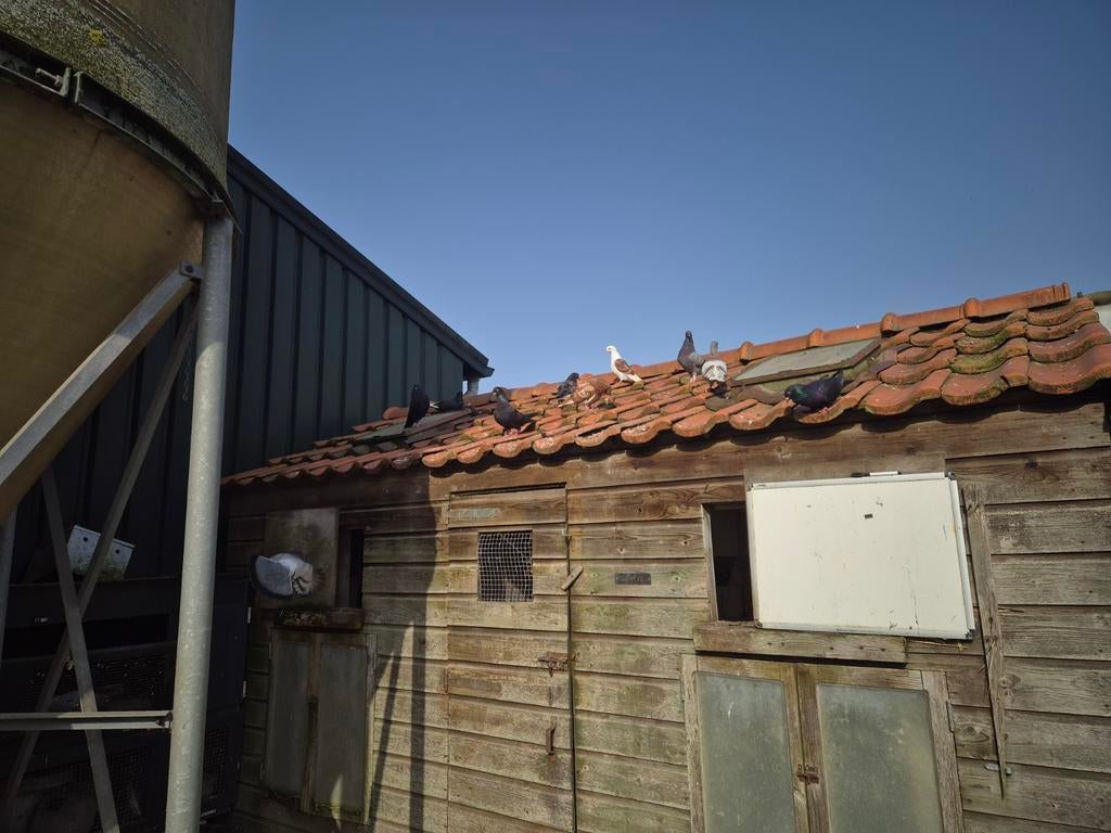 Sierduiven, Dieren en Toebehoren, Meerdere dieren, Overige soorten