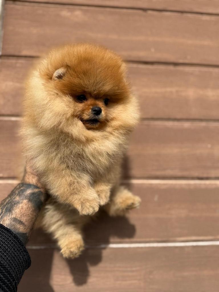 Pomeriaan, Nederland, 8 tot 15 weken, Parvo, Eén hond