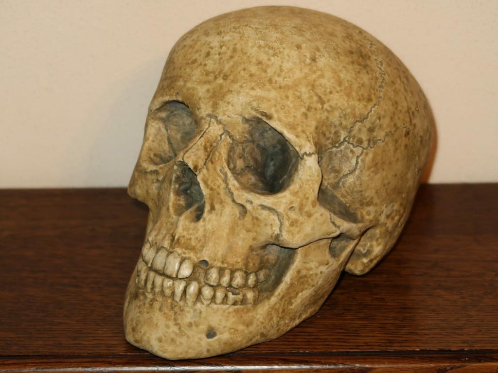 REPLICA volledige Schedel mens complete menselijke skull #22, Antiek en Kunst, Curiosa en Brocante, Ophalen of Verzenden
