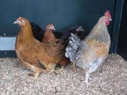 Sussex krielkippen., Vrouwelijk, Kip