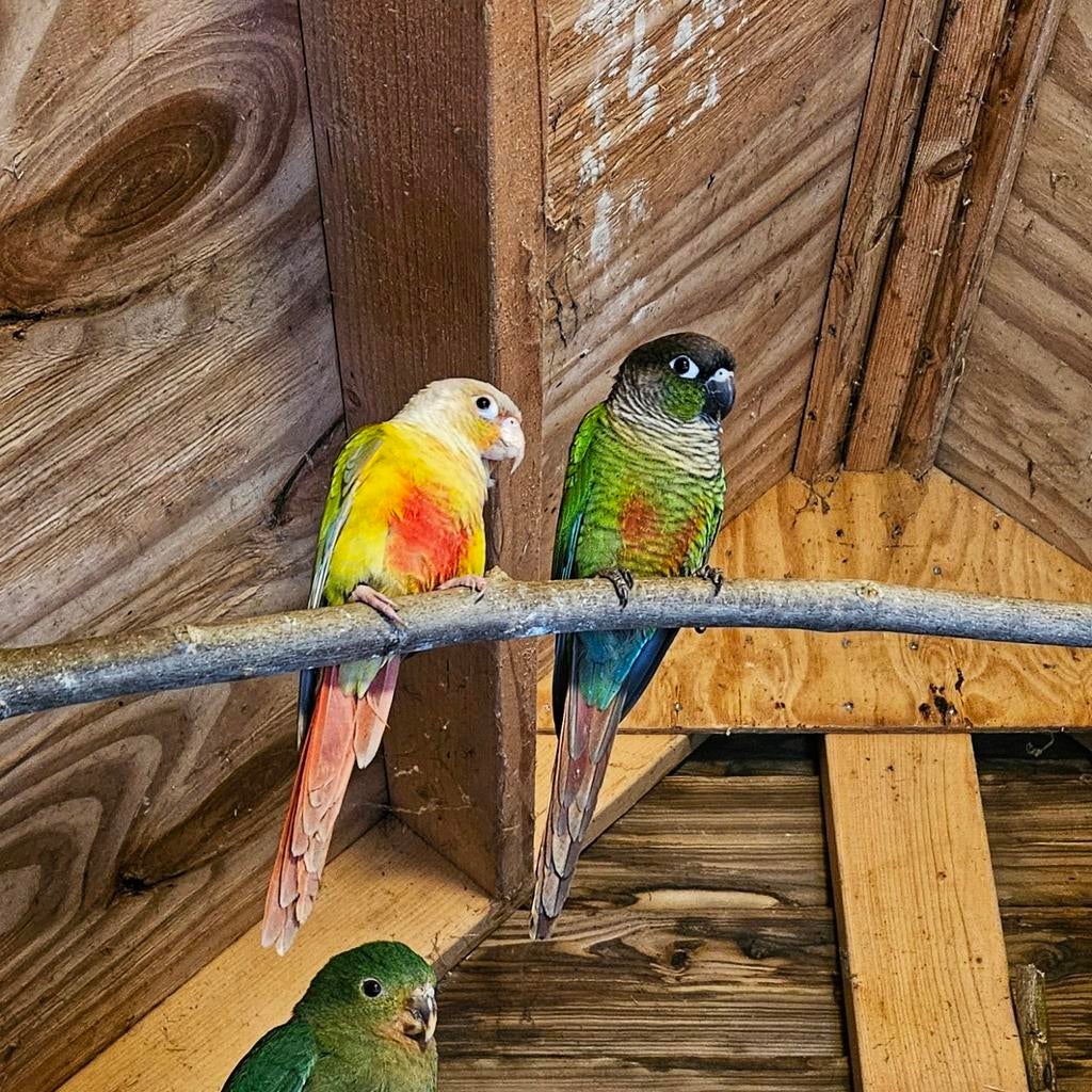 Koppel pyrrhura's, Dieren en Toebehoren, Geslacht onbekend, Parkiet, Geringd