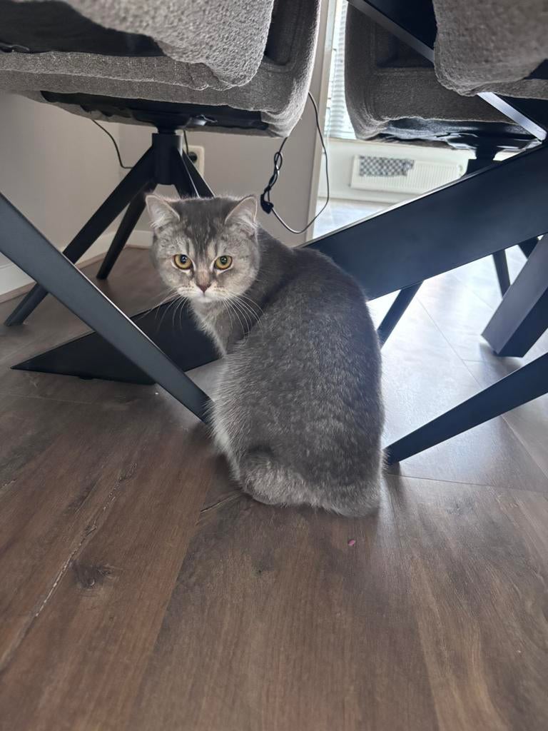 Britse korthaar 9 maanden vrouwtje, Dieren en Toebehoren, Katten en Kittens | Raskatten | Korthaar, Poes