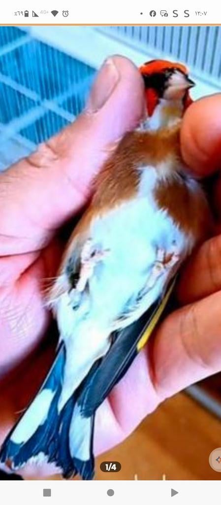 te koop parva putter man van 2025 super gezond