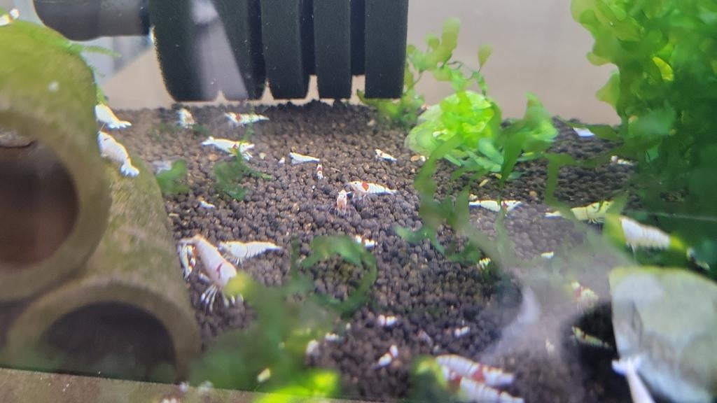 Pure Red Line garnalen PRL, Dieren en Toebehoren, Vissen | Aquariumvissen, Zoetwatervis, Kreeft, Krab of Garnaal, Schoolvis